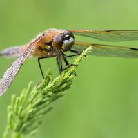 Four Spotted Chaser 12 